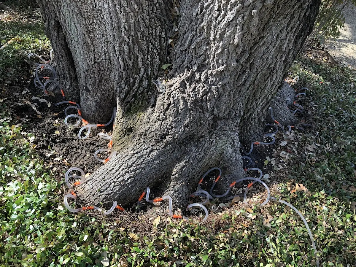 Detailed Tree Cabling and Bracing job site in Ellisburg