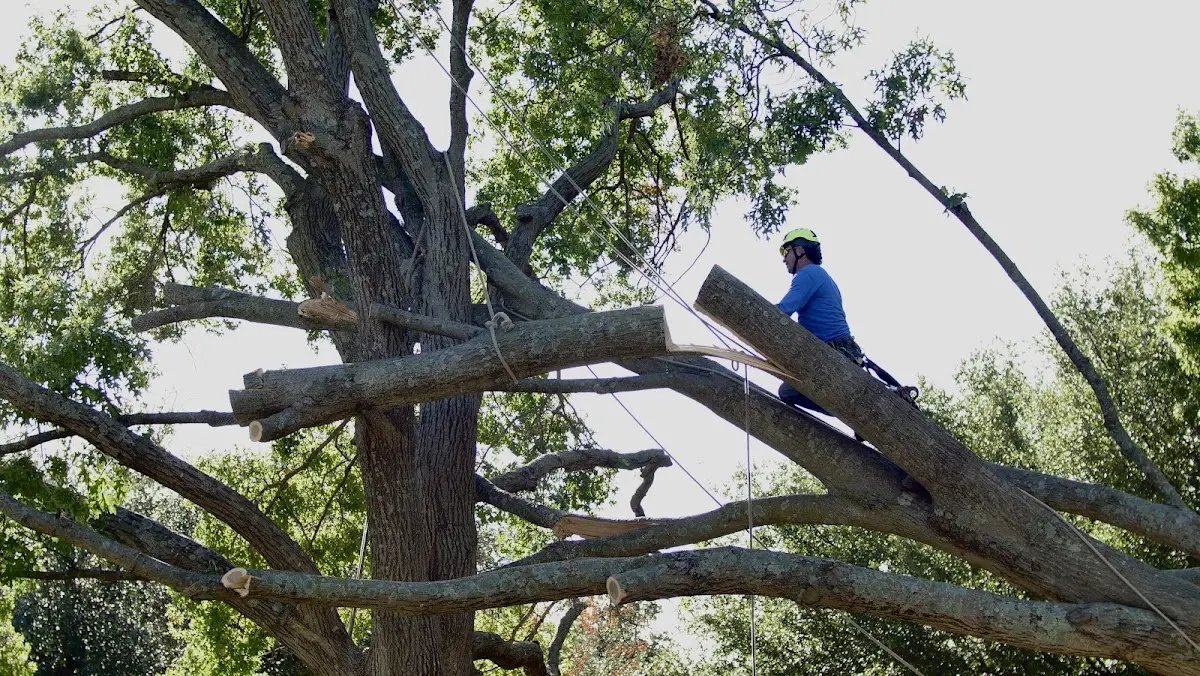 Professional Crown Thinning performed by certified arborists in Ellisburg