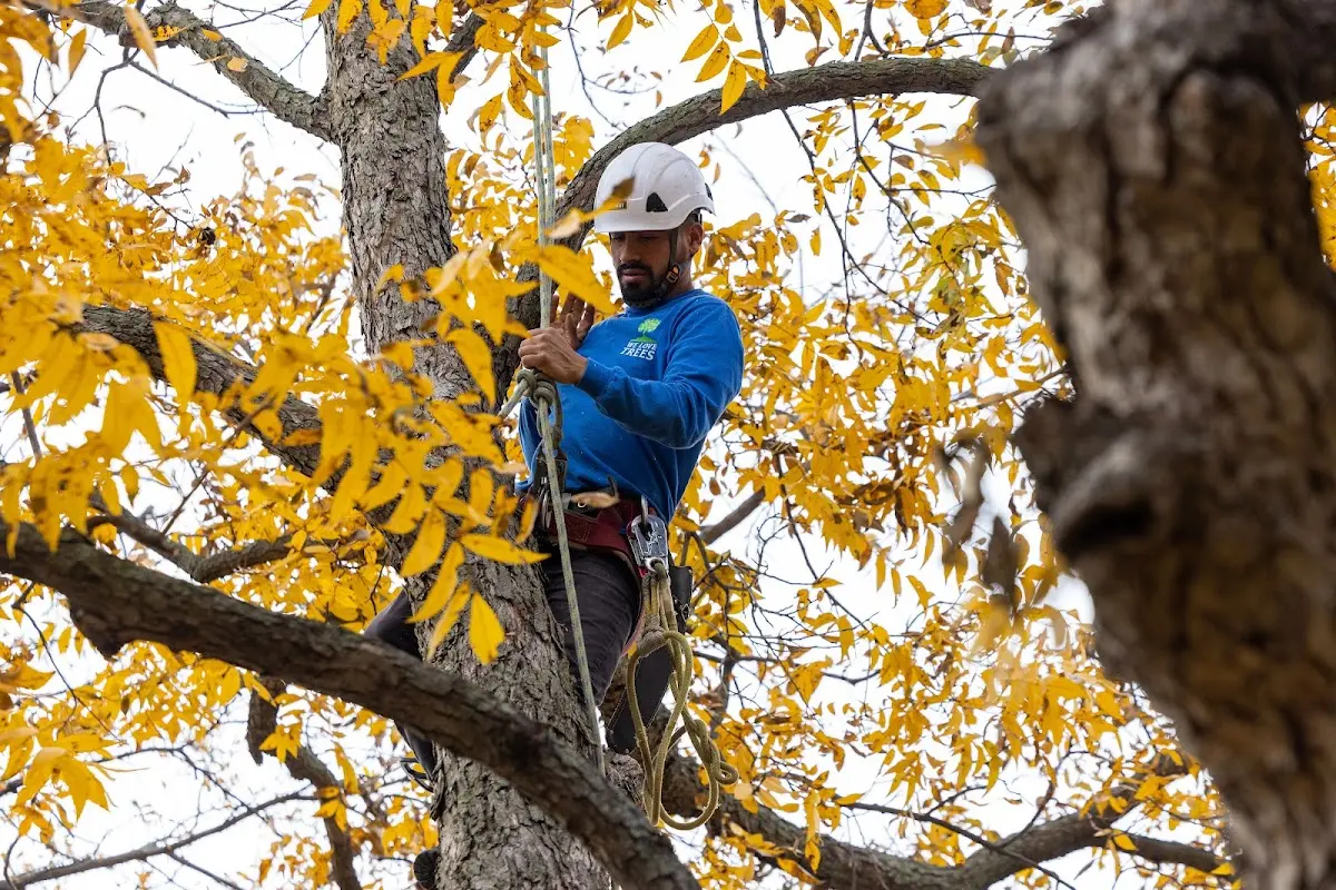 Skilled Storm Damage Cleanup crew working in Ellisburg