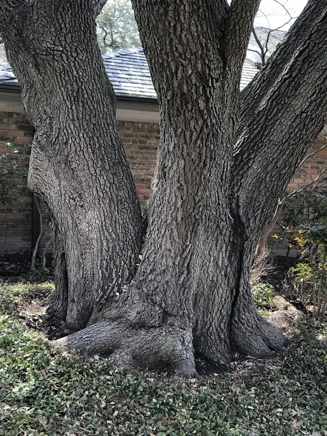Mature heritage tree close to a Ellisburg property cared for by certified arborists